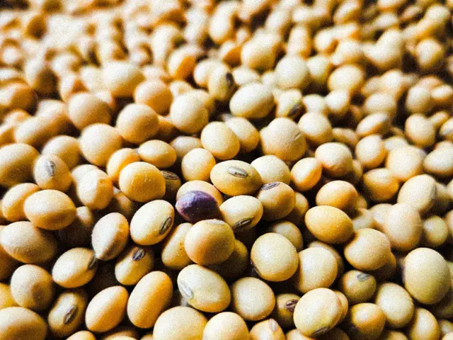 Granos de soja, insumo típico de la agroindustria paraguaya